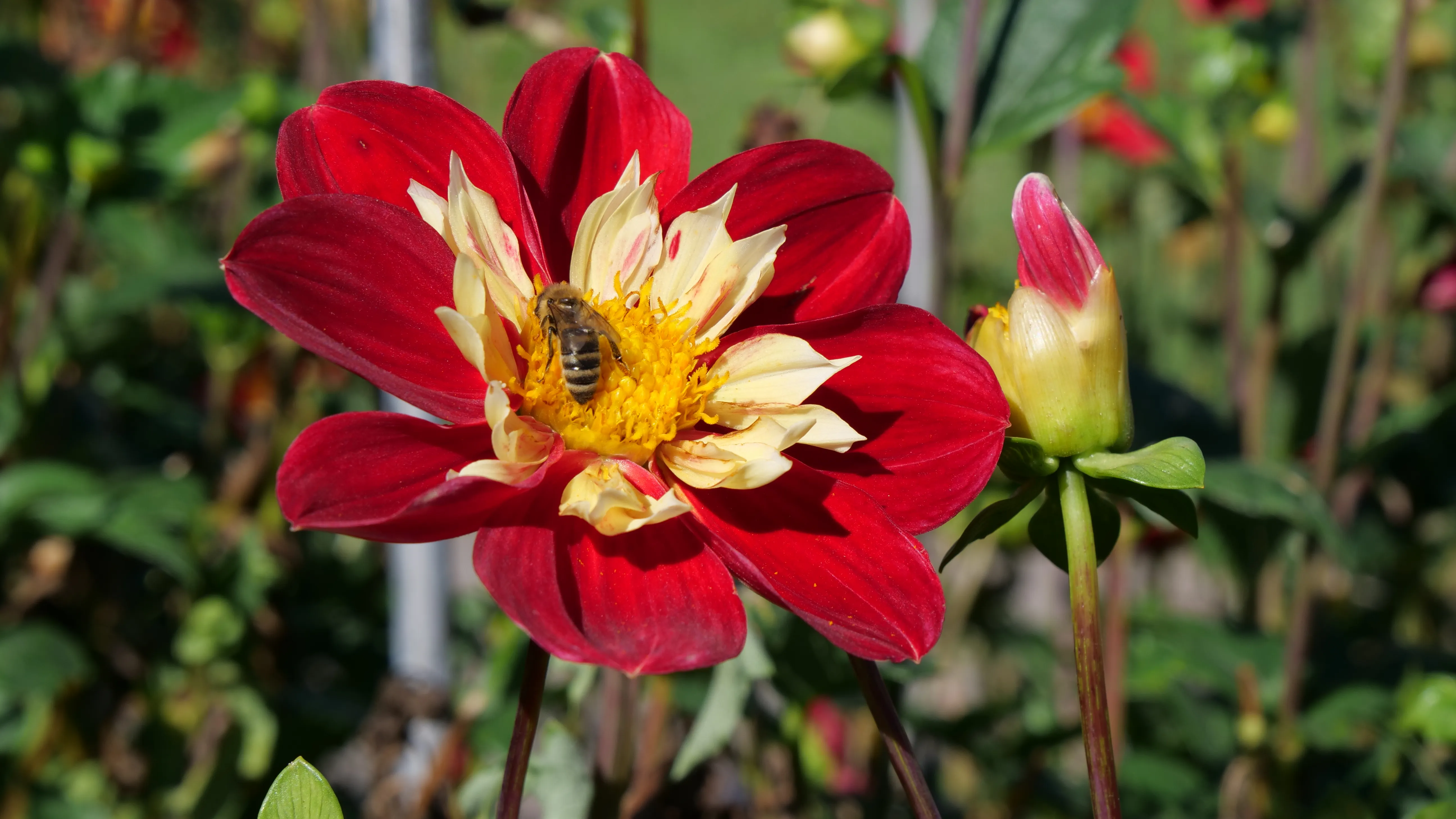 Heimische Bepflanzung in einem Privatgarten