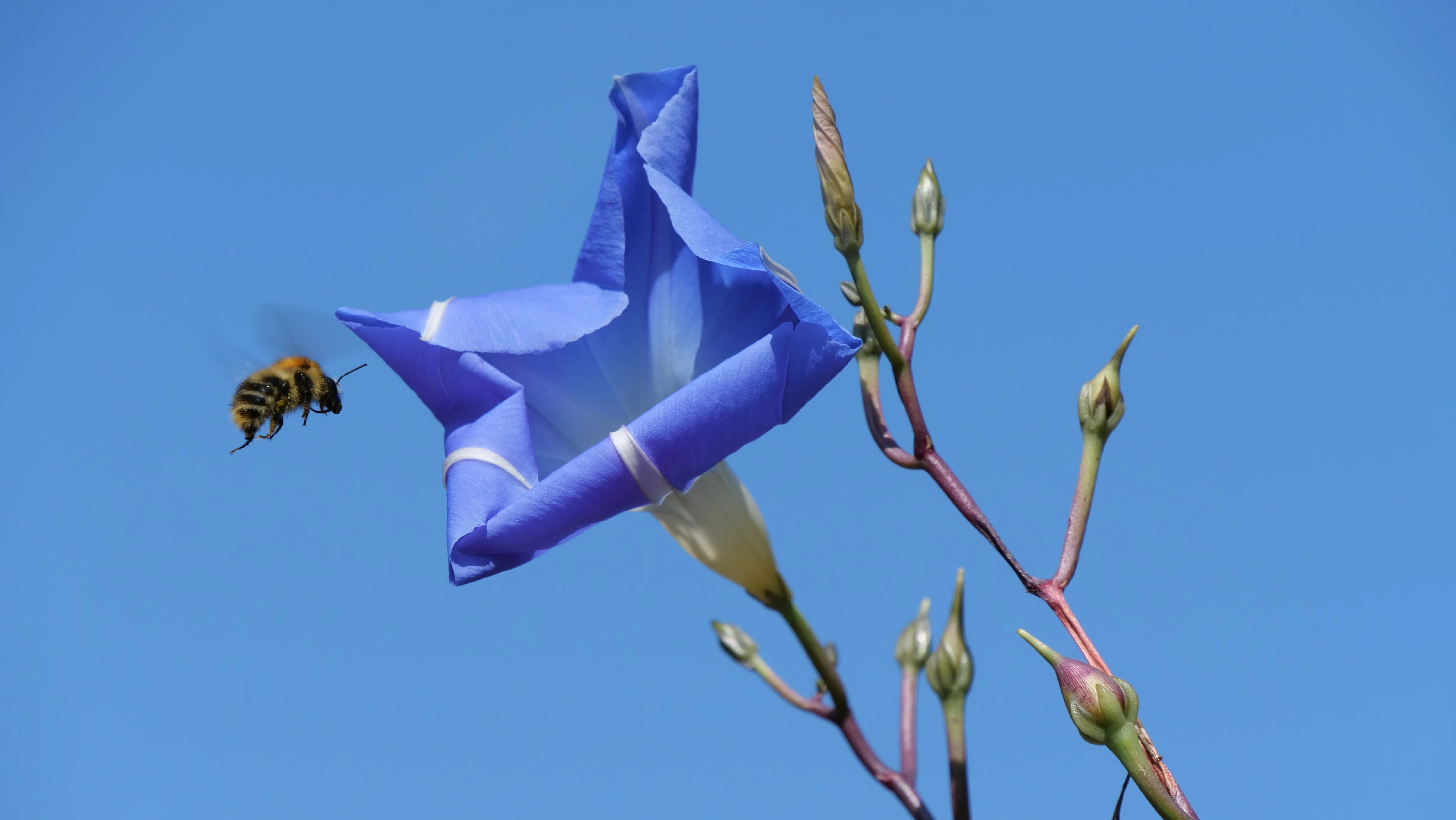 Gartenprojekt von Garten Lindner